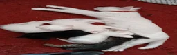 Mixed Breed cats for sale: 3 White 1 Black Kittens in Sunderland - Advert 13
