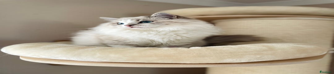 Ragdoll Kitten 1