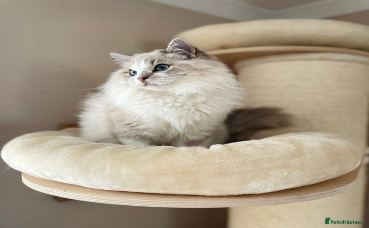 Ragdoll cats - Advert 3