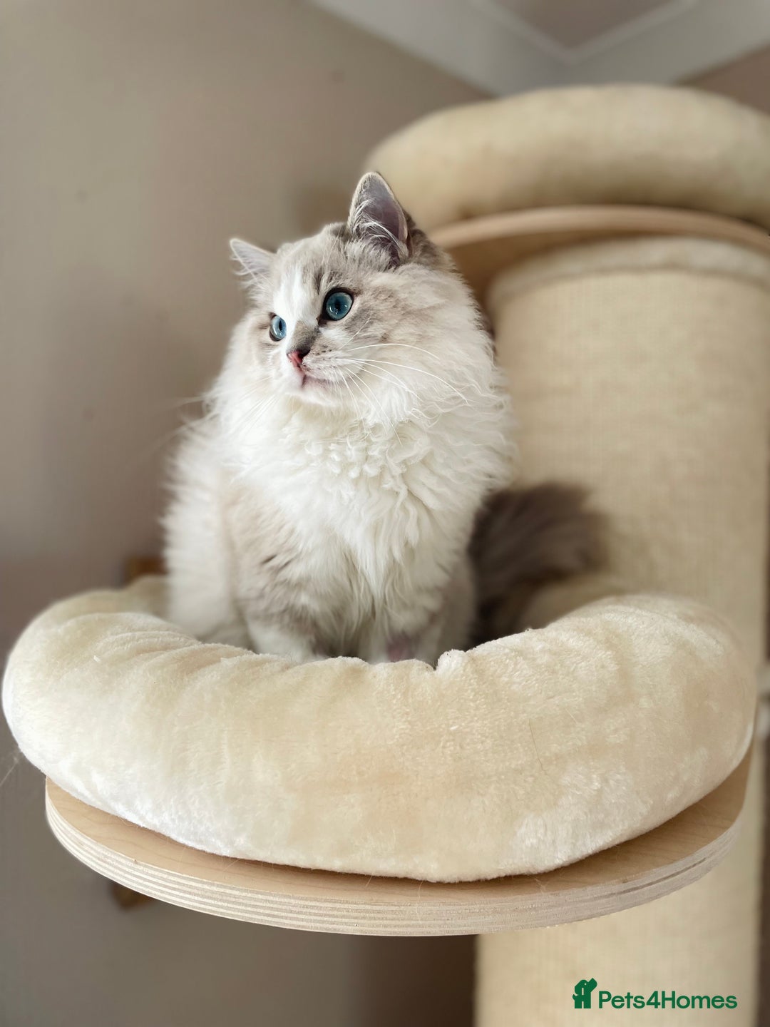 Ragdoll cats for sale: TICA registered blue mink ragdoll kitten - Image 1