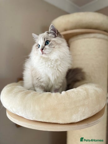 Ragdoll cats - Advert 2