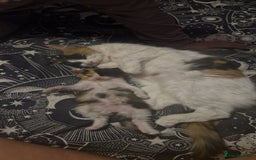 Mixed Breed cats for sale: Fluffy Kitten - Image 2