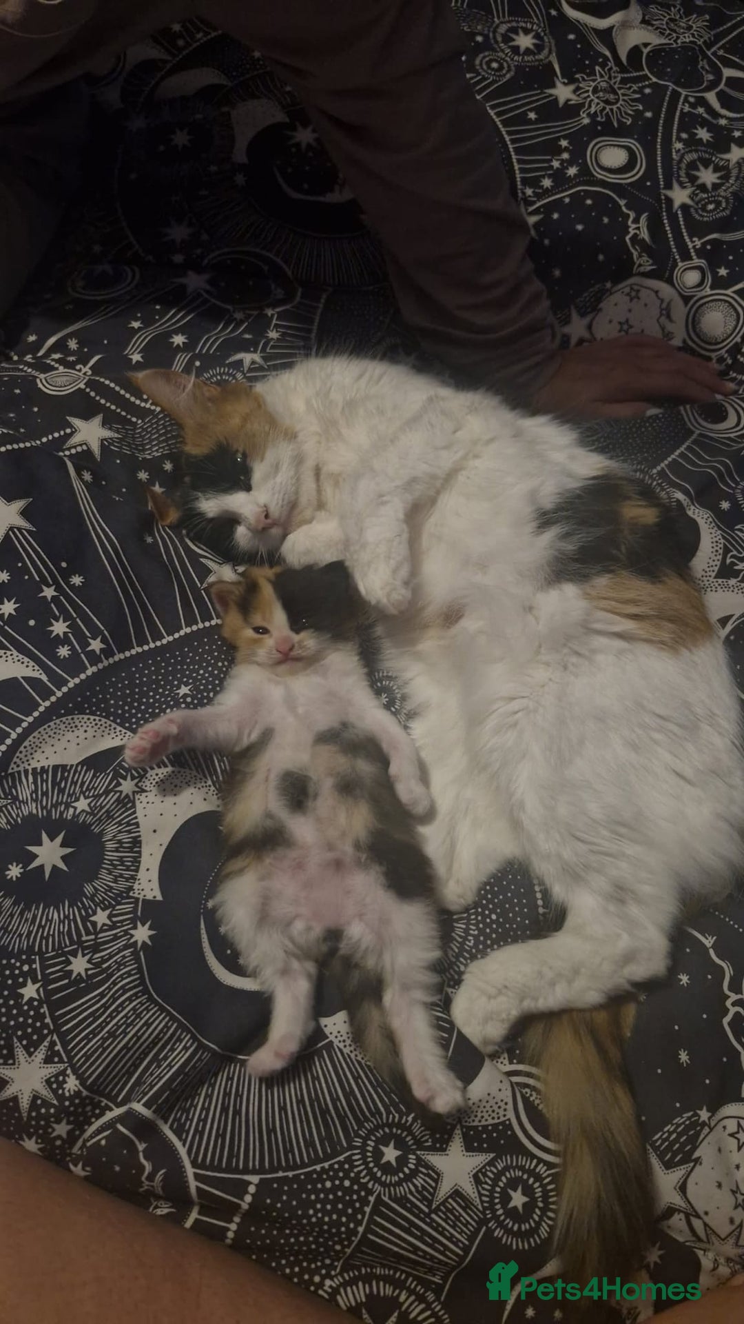 Mixed Breed cats for sale: Fluffy Kitten - Image 2