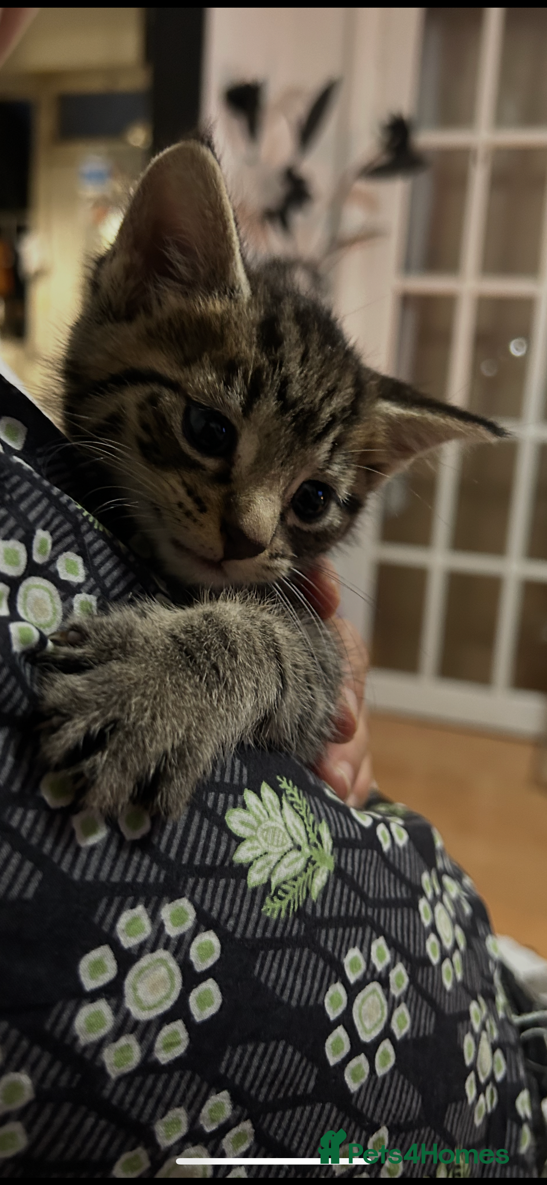 Mixed Breed cats for sale: Beautiful Striped Kittens - 4 Boys - Image 4