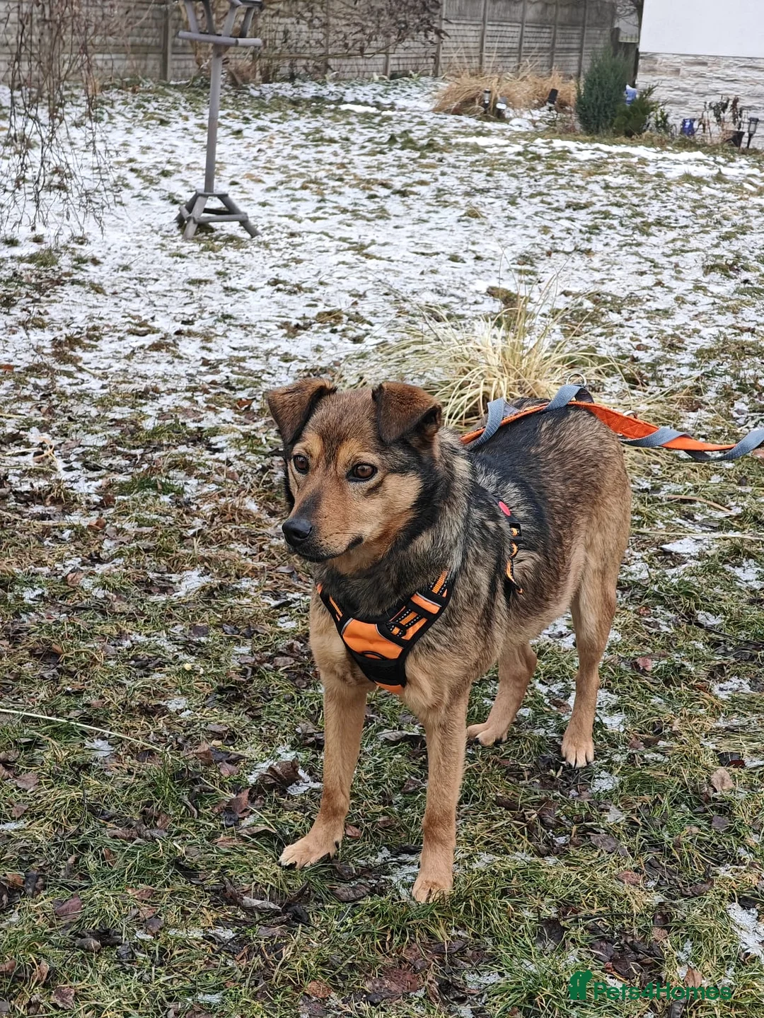 Mixed Breed dogs for adoption: ❤️JESSY❤️- low medium loving and gentle girl  in Faversham - Advert 7