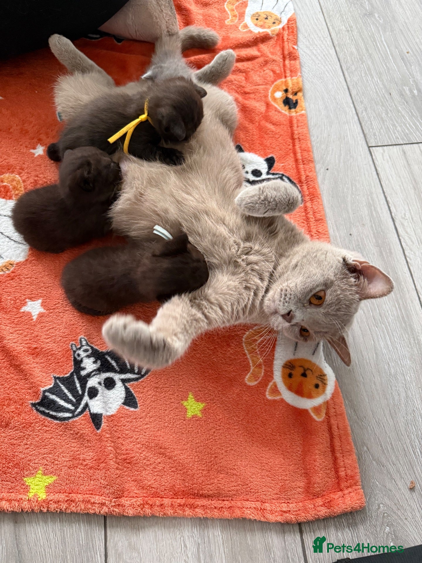 British Shorthair cats Chocolate British Short Hair Kittens - Advert 1