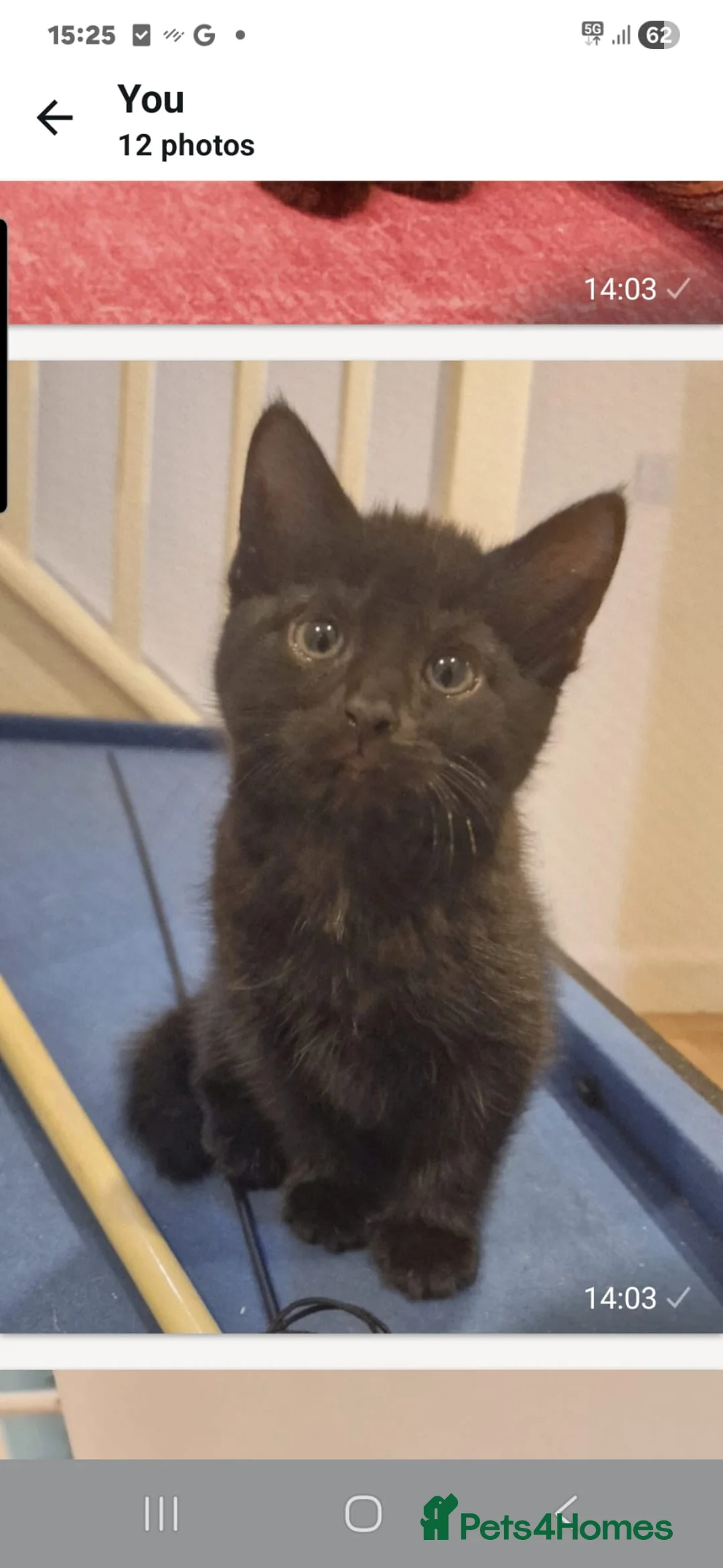 Mixed Breed cats for sale: Mixed Breed Black Female Kitten  - Advert 2