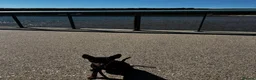 Miniature Pinscher dogs for stud: Handsome KC Miniature Pinscher for stud  - Advert 3