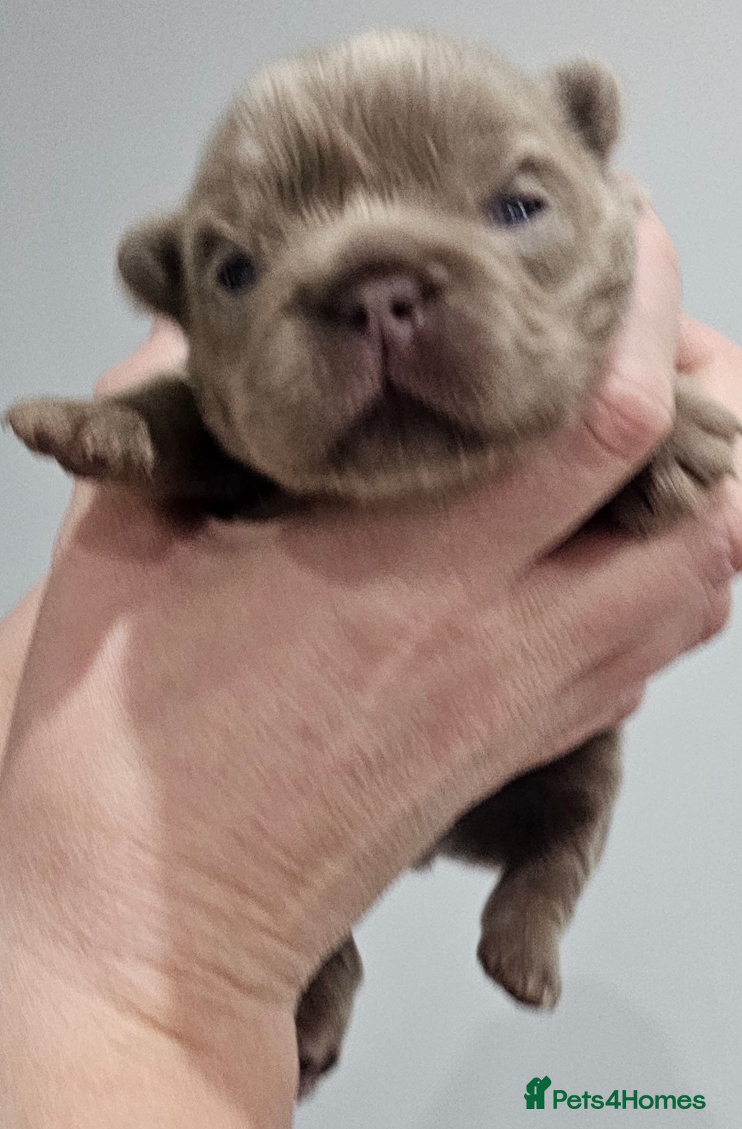 French Bulldog dogs for sale: French Bulldog Visual fluffies - Advert 10
