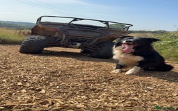 Border Collie dogs for sale: Border collies puppies - Image 3