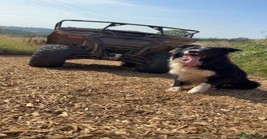 Border Collie dogs - Advert 8