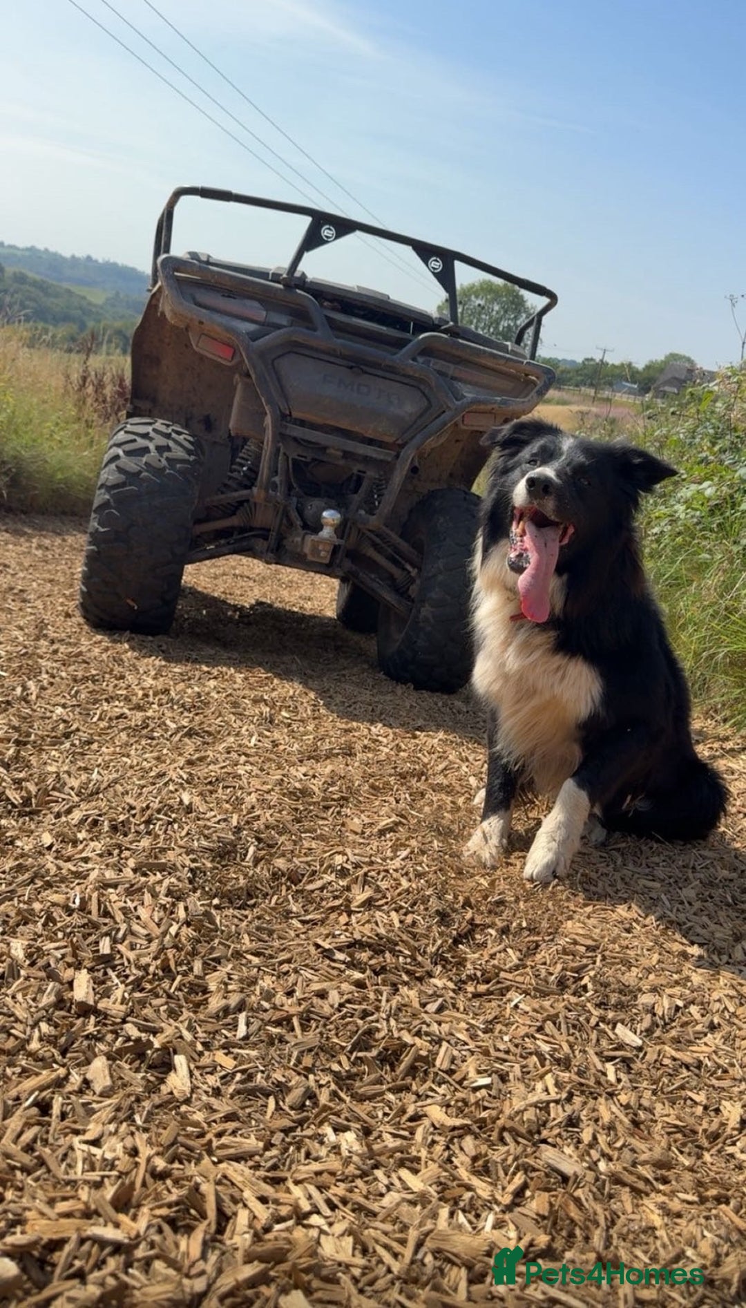 Border Collie dogs for sale: Border collies puppies - Image 3