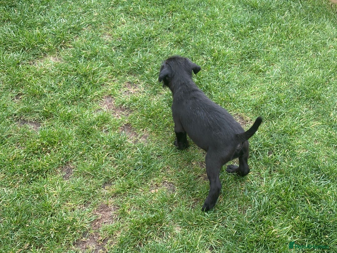 Mixed Breed dogs for sale: Working Lakeland x Patterdale  - Image 5