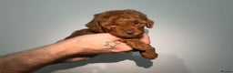 Miniature Poodle dogs for sale: 🐩 Outstanding Deep Red Miniature Poodle Puppies  - Advert 8