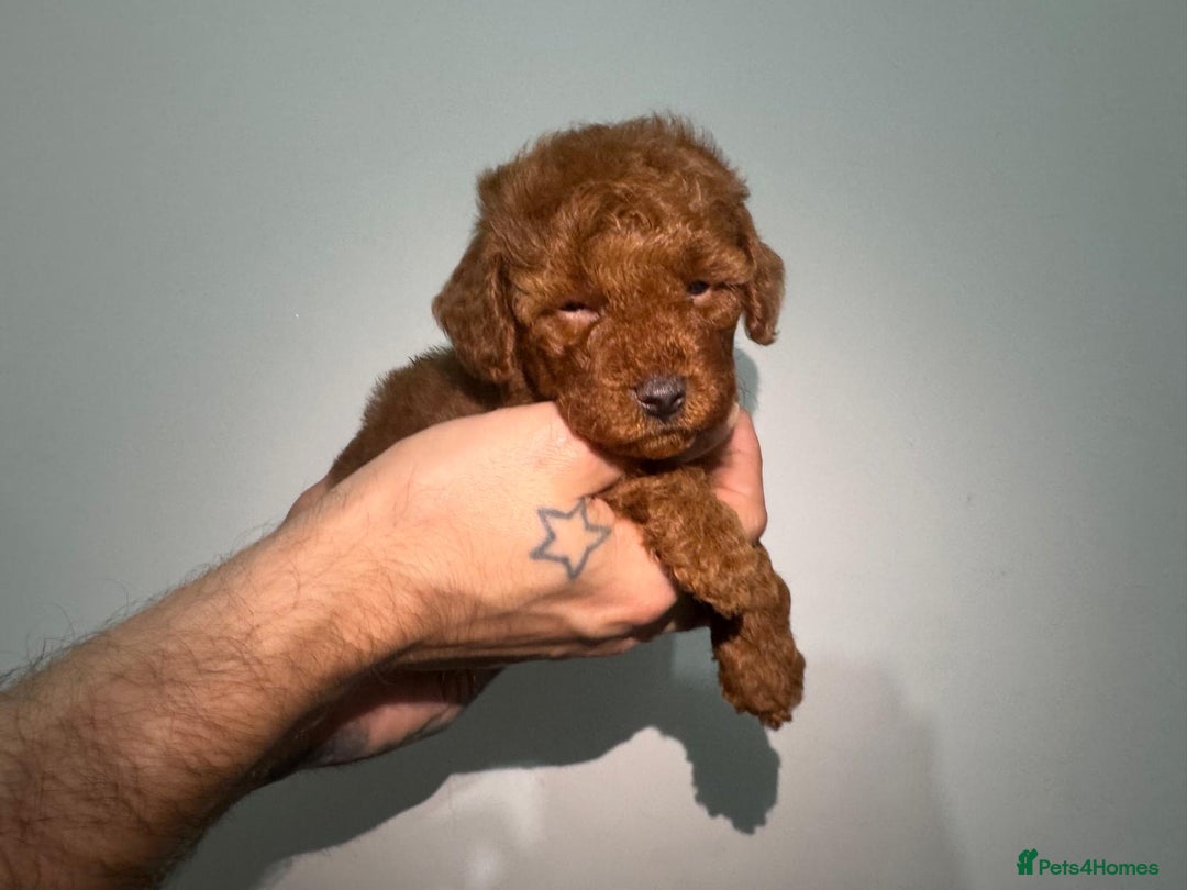 Miniature Poodle dogs for sale: 🐩 Outstanding Deep Red Miniature Poodle Puppies  - Image 6