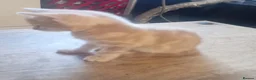 Mixed Breed cats for sale: British shorthair x kittens - Advert 14