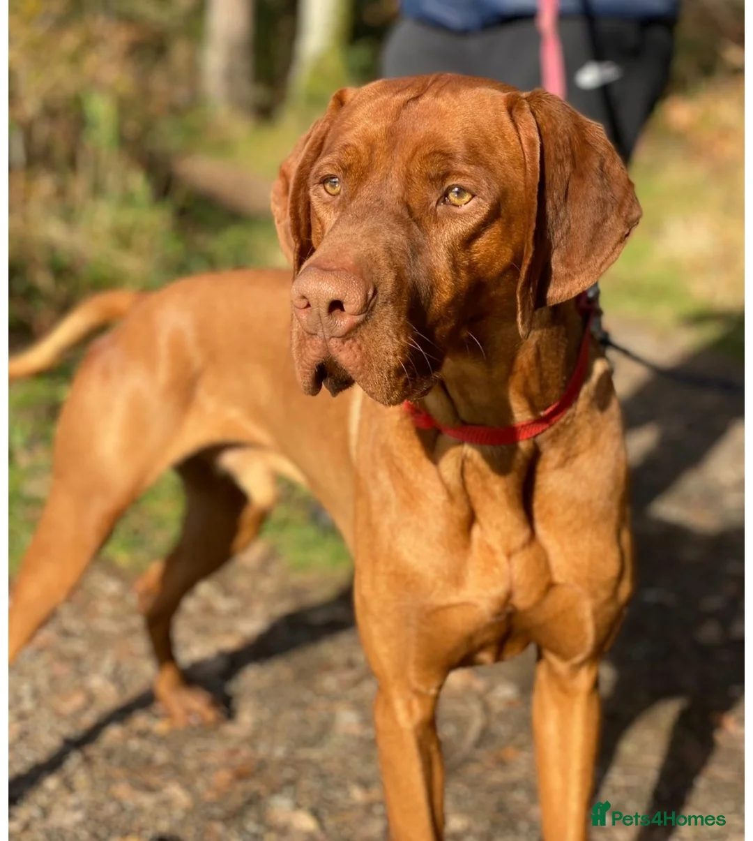 Hungarian Vizsla dogs for stud: PROVEN!!!championship blood line!!!! ❤️ in Llantwit Major - Advert 15