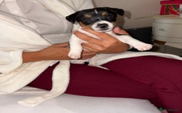 Jack Russell dogs for sale: Jack Russell Pure Breed Puppy’s  - Image 4