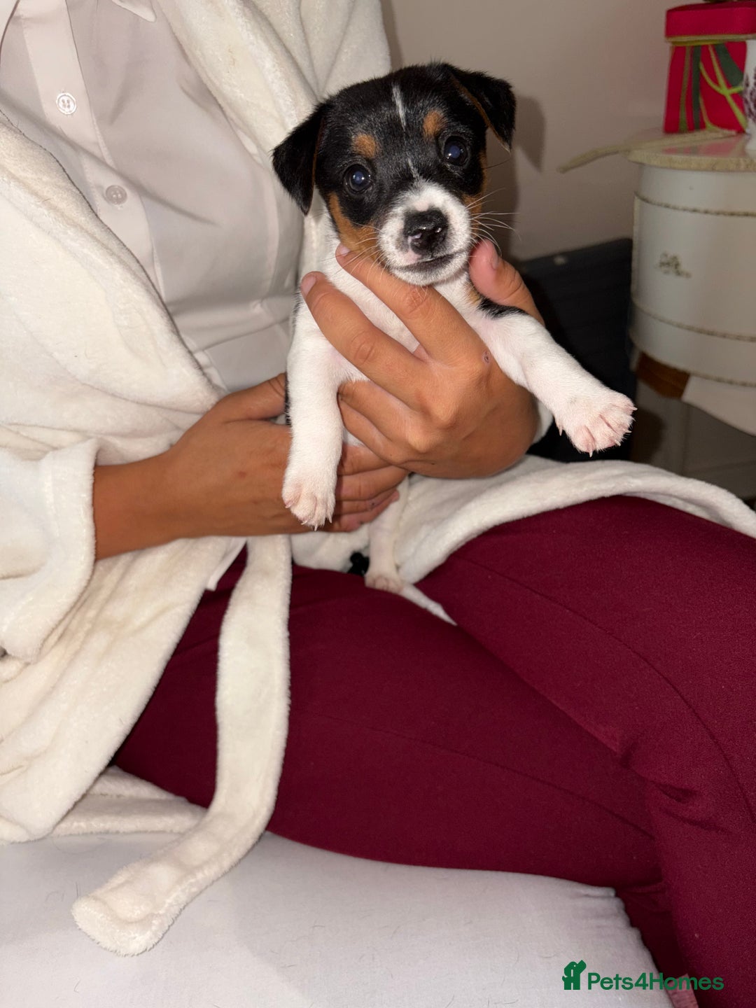 Jack Russell dogs for sale: Jack Russell Pure Breed Puppy’s  - Image 4