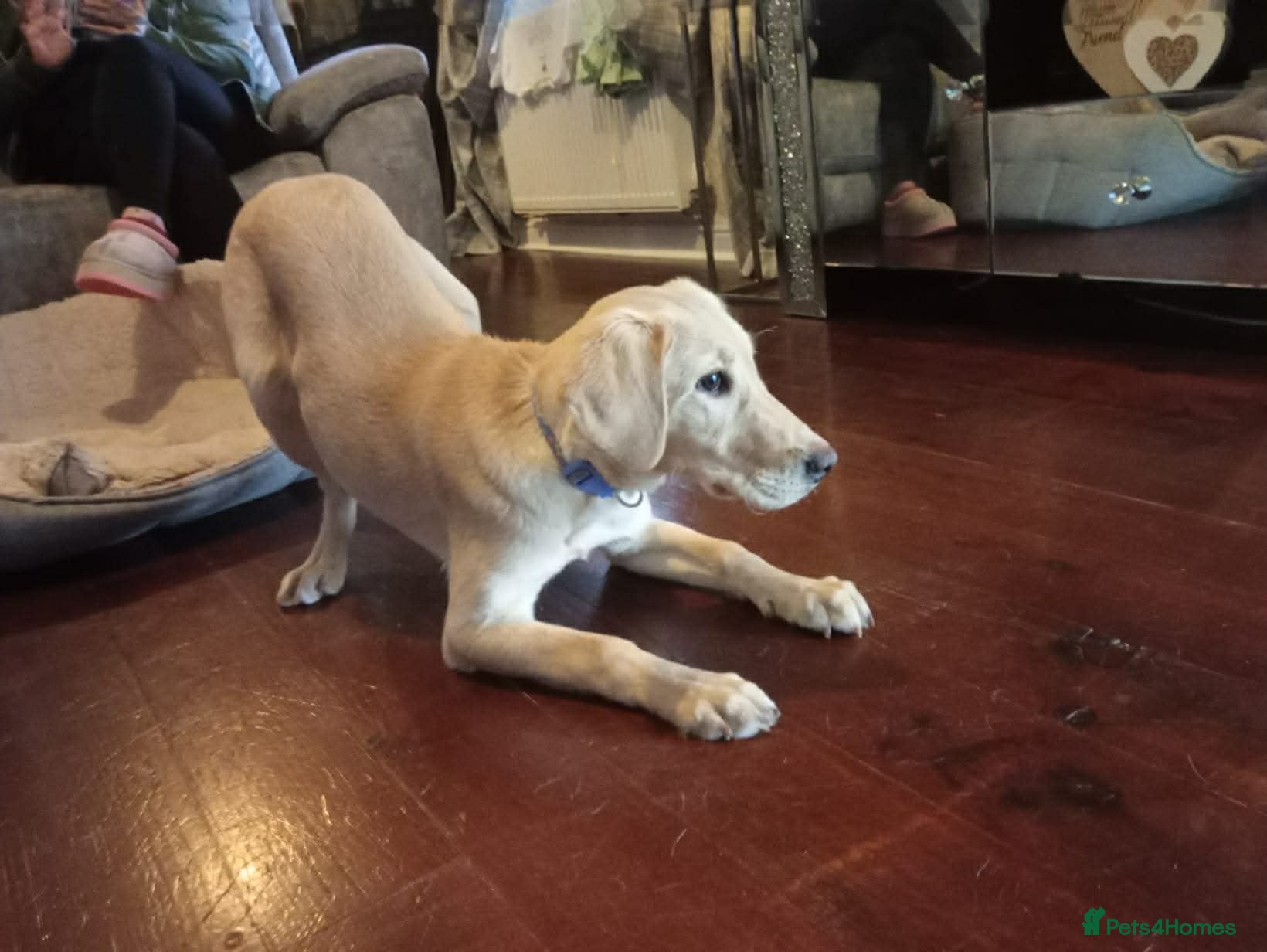 Labrador Retriever dogs Golden Labrador - female (5 months old) in Doncaster - Advert 7