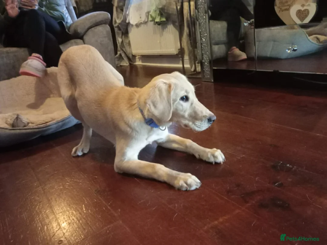 Labrador Retriever dogs for sale: Golden Labrador - female (5 months old) in Doncaster - Advert 1