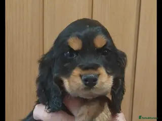Cocker Spaniel dogs Show Spaniels from fully health tested parents - Advert 1