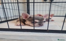 French Bulldog dogs for sale: Lilac puppy boy micro lines  - Image 4