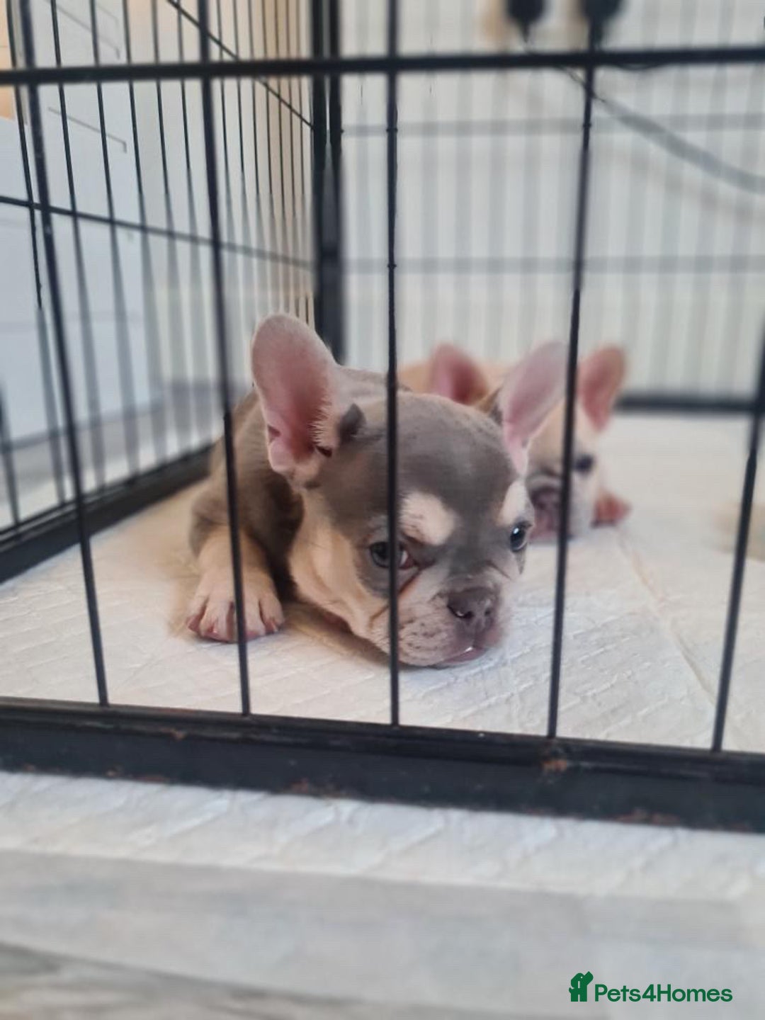 French Bulldog dogs for sale: Lilac puppy boy micro lines  - Image 4