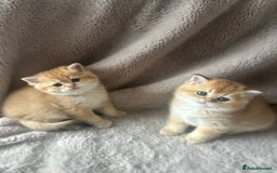 Scottish Fold cats for sale: Beautiful Gold Chinchilla babies  - Advert 32