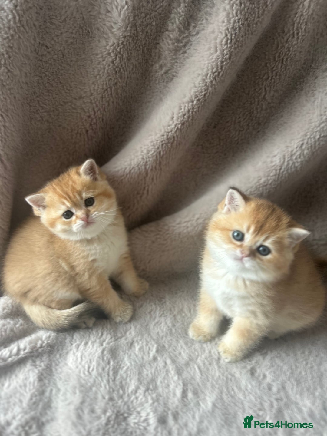 Scottish Fold cats for sale: Beautiful Gold Chinchilla babies  - Advert 32