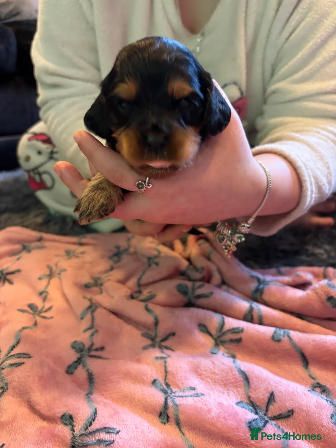 Mixed Breed dogs for sale: Cavapoo Puppies  - Advert 15