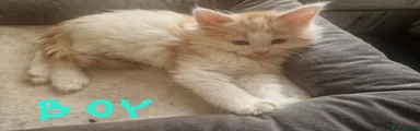 Mixed Breed Kitten 1