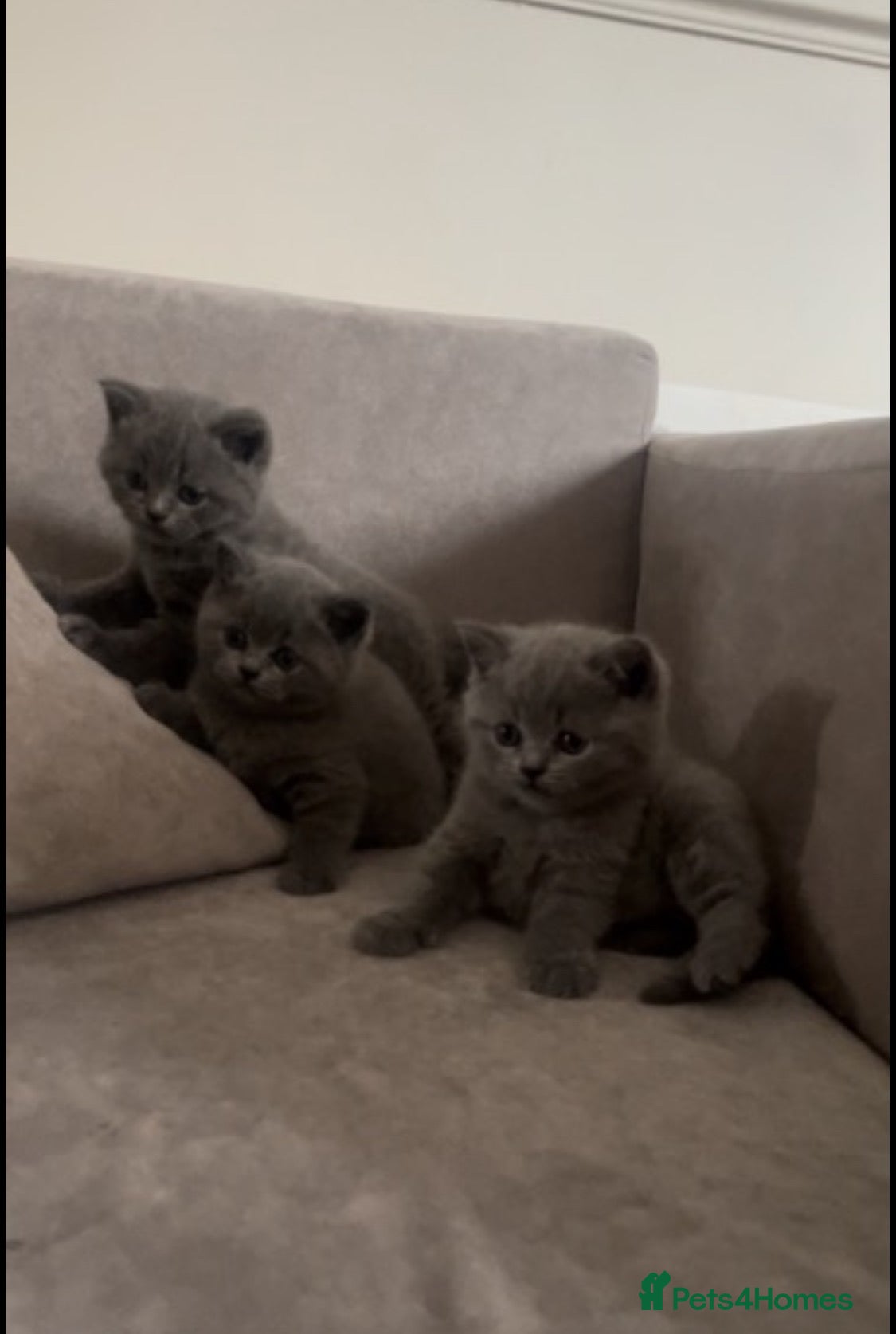 British Shorthair cats Gorgeous British short hairs  - Advert 1