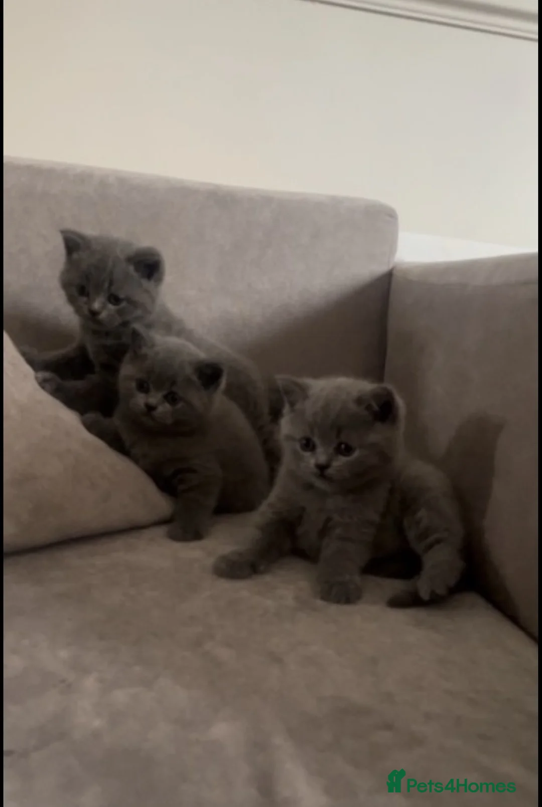 British Shorthair cats for sale: Gorgeous British short hairs  - Advert 1