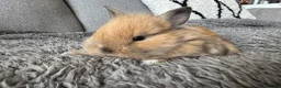 Mixed Breed rabbits for sale: Double maned lion head/ plush bunnies 💕 - Advert 7