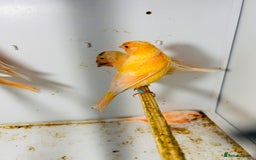 Canaries birds for sale: Young Red factor canaries for sale  - Image 5