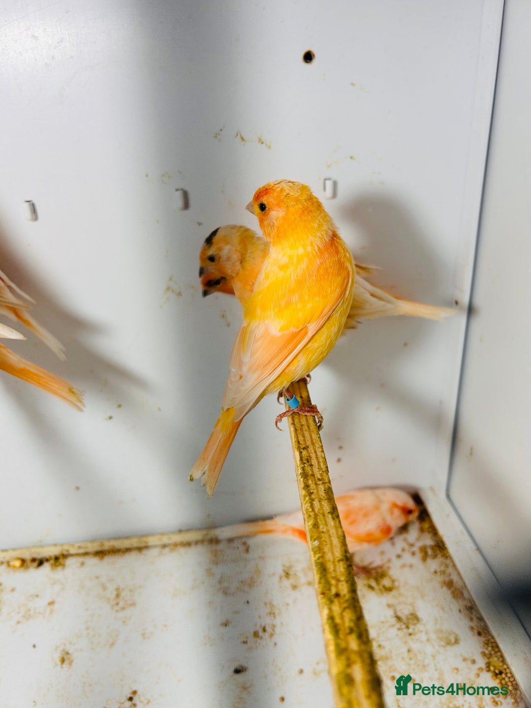Canaries birds for sale: Young Red factor canaries for sale  - Image 5