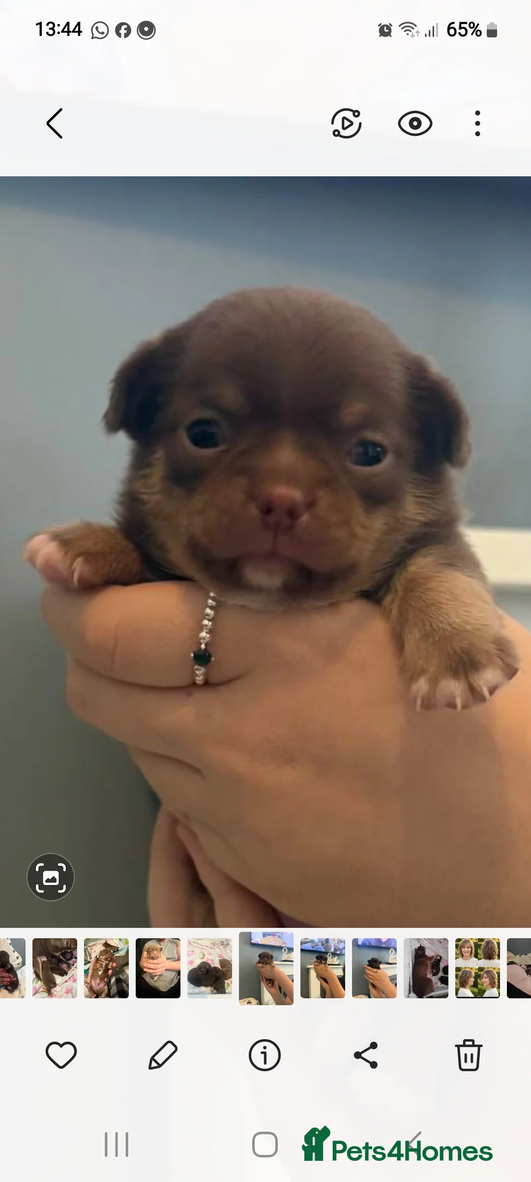 Chihuahua dogs for sale: Superb Chihuahua Pups - Advert 5