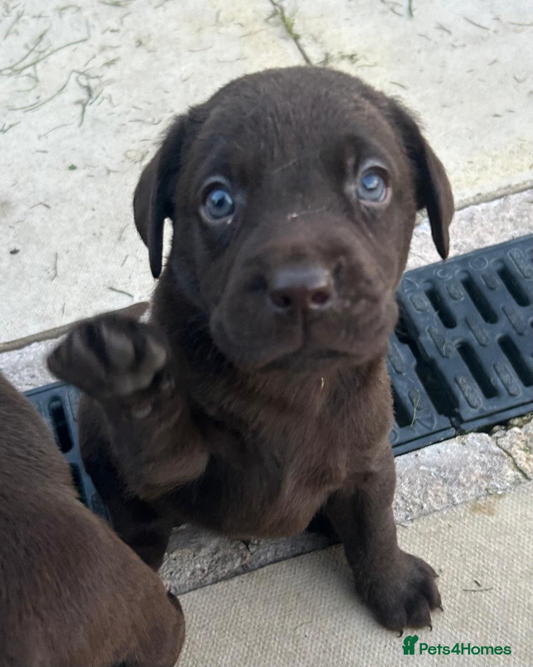 Labrador Retriever dogs for sale: Outstanding litter of Chocolate Labradors  - Advert 12