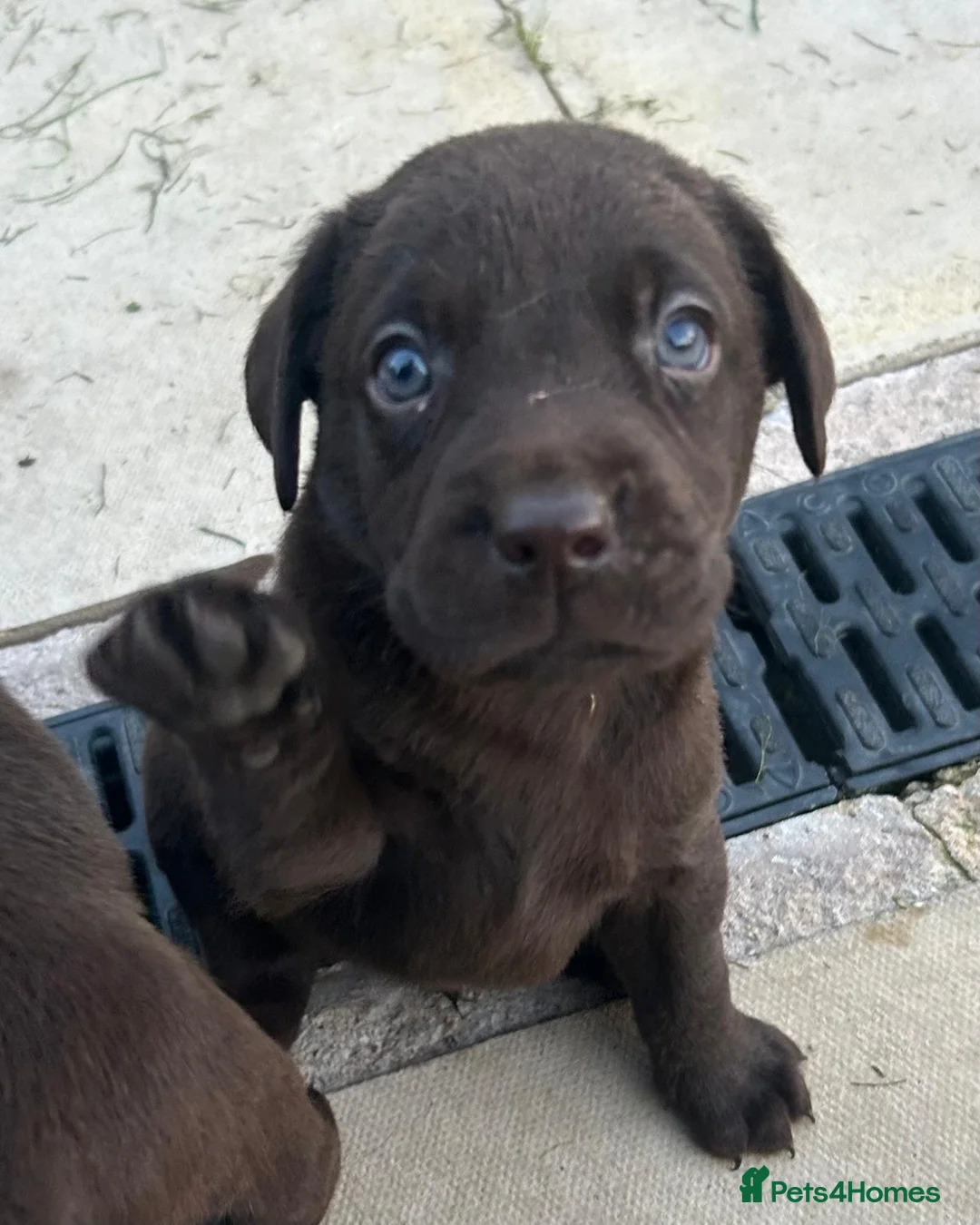 Labrador Retriever dogs for sale: Outstanding health tested Chocolate Labradors  - Advert 12