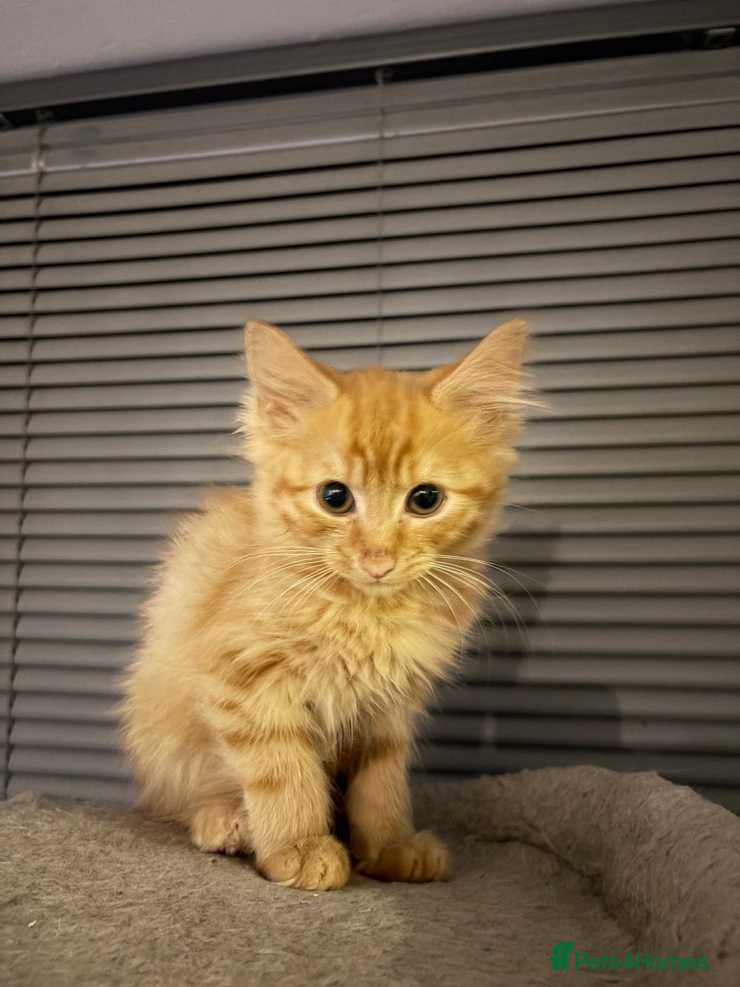 Domestic Shorthair cats for sale: Adorable Kittens Ready for Their Forever Homes - Advert 2