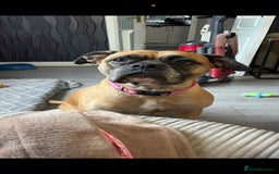 Mixed Breed dogs for sale: Mixed Breed - Image 2
