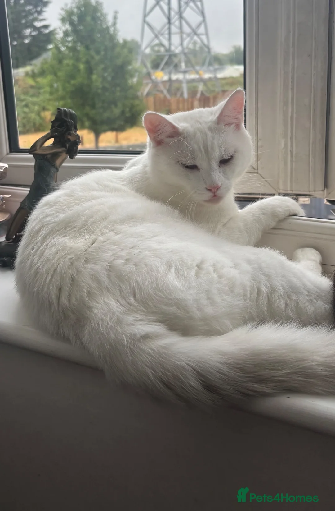 British Shorthair cats for sale: Ghost - Beautiful pure white British shorthair - Advert 2