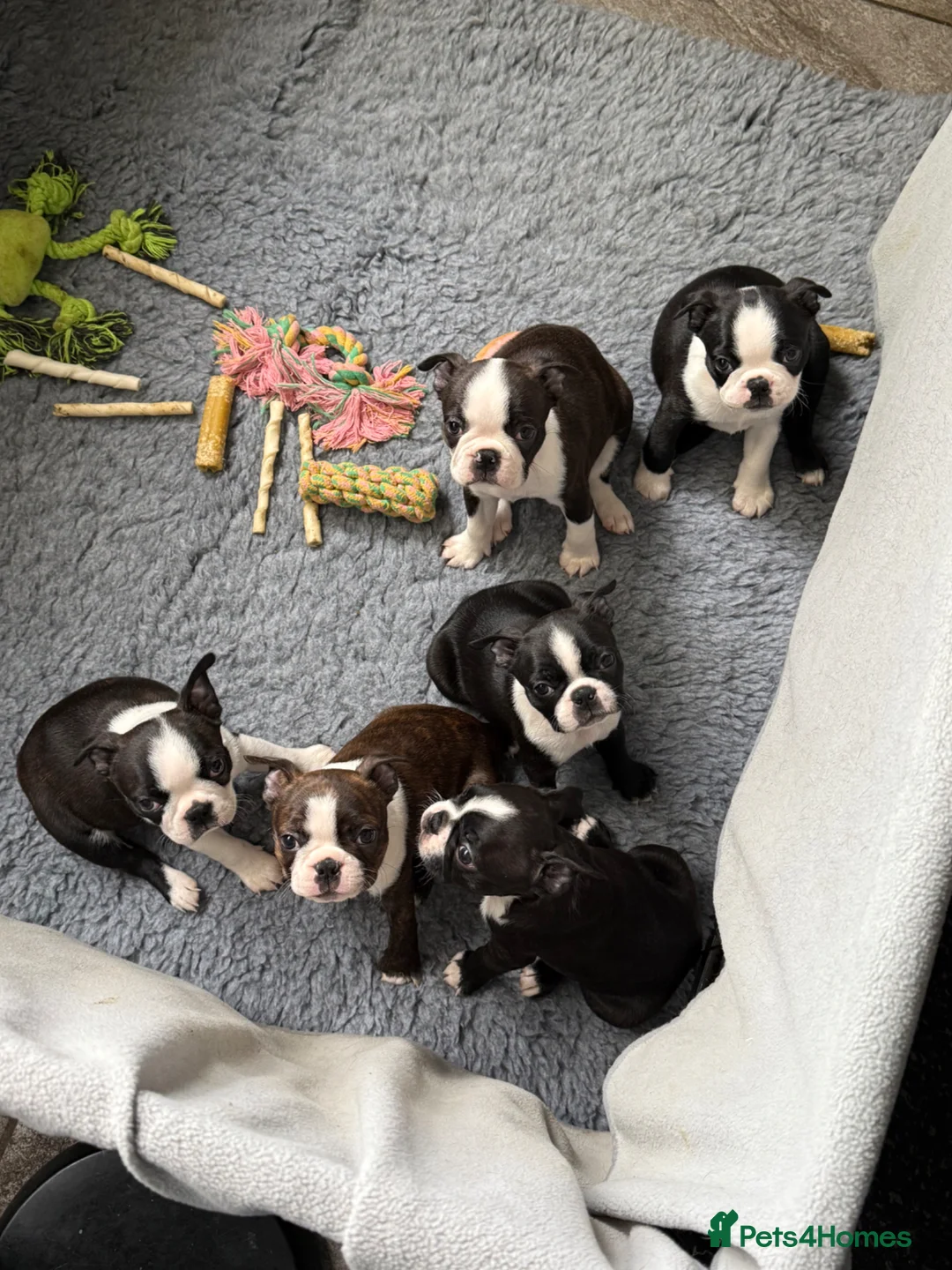 Boston Terrier dogs for sale: Kc Boston Terrier Puppies - Advert 2