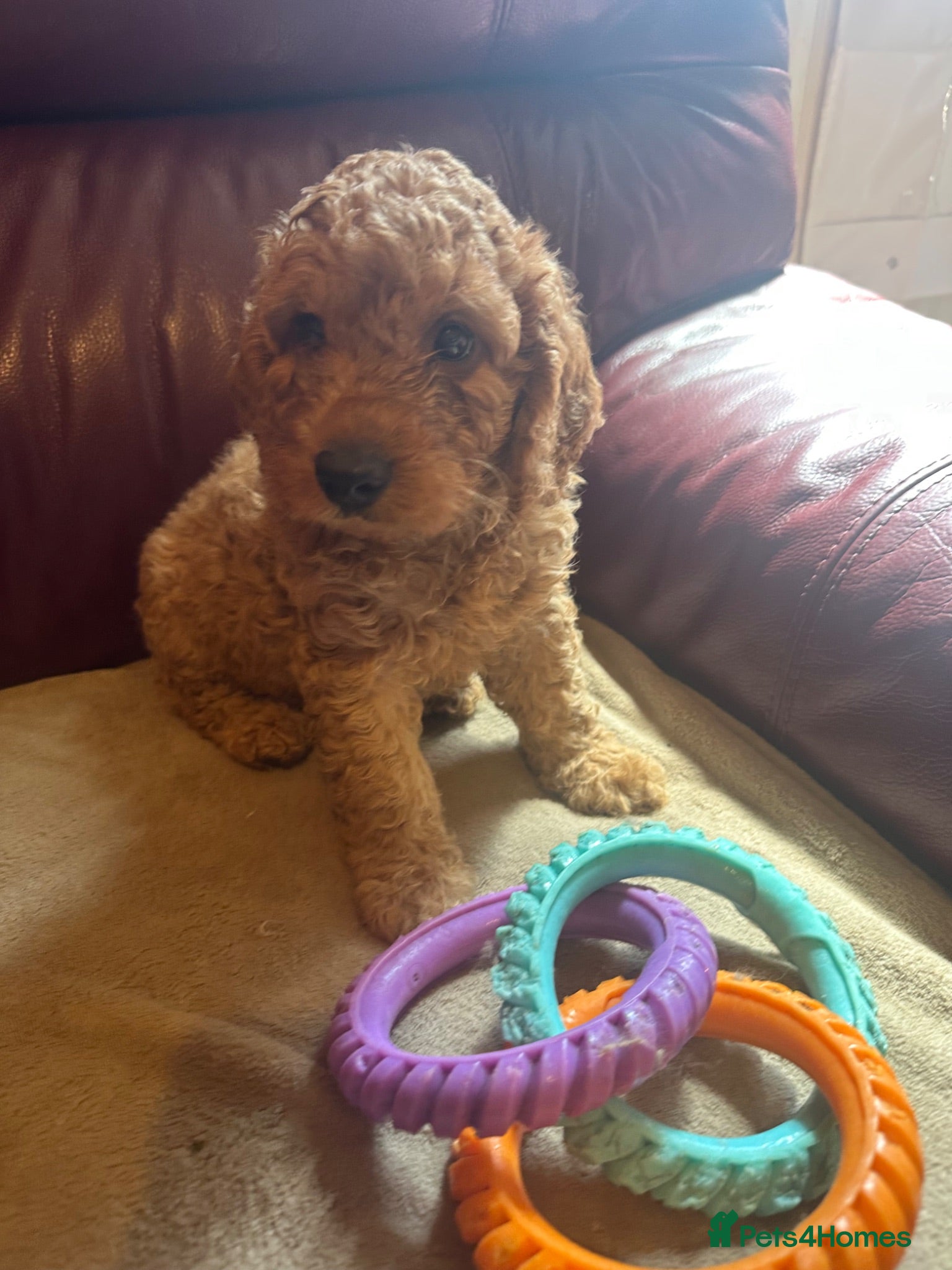 Cockapoo dogs Red Cockapoo - Advert 2