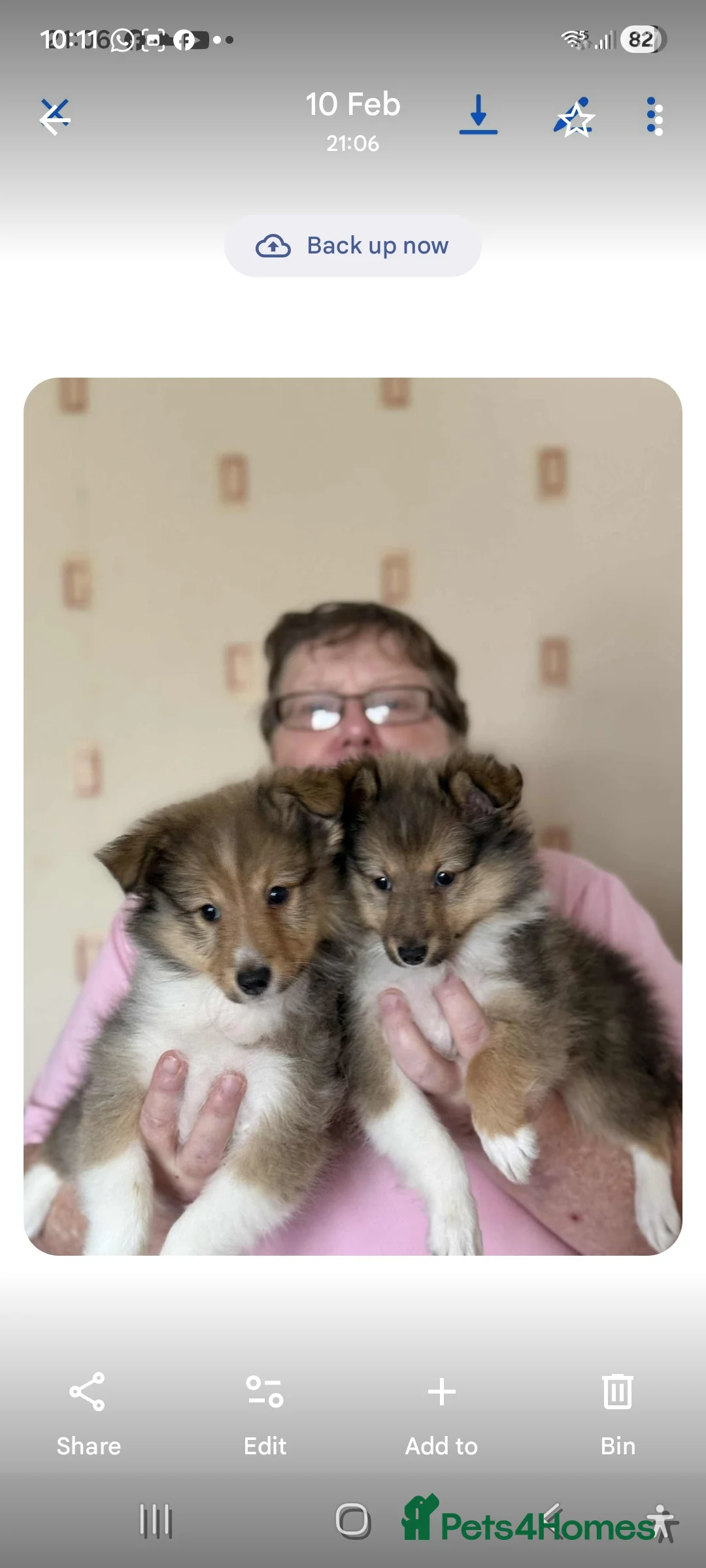 Shetland Sheepdog dogs for sale: Shetland sheepdog puppies in Saltash - Advert 2