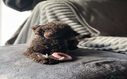 Toy Poodle dogs for sale: Female toy poodle silver  - Image 5