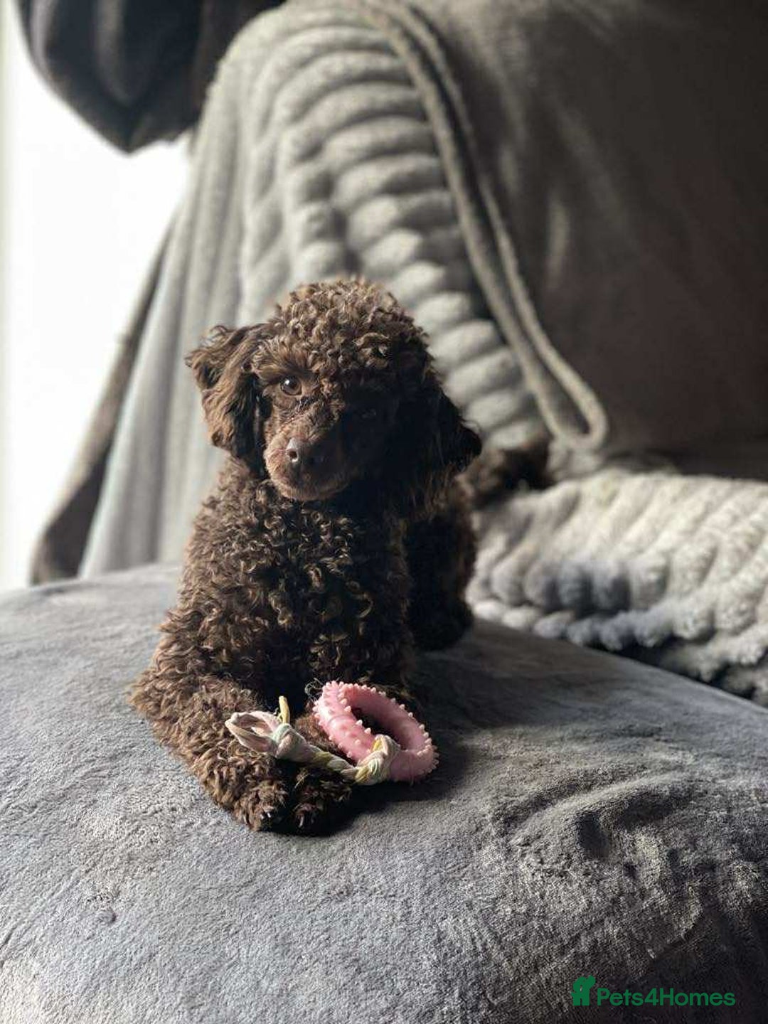 Toy Poodle dogs for sale: Female toy poodle silver  - Image 5