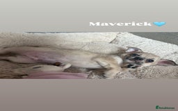 Chihuahua dogs for sale: Merle Chihuahua Puppies - Image 6