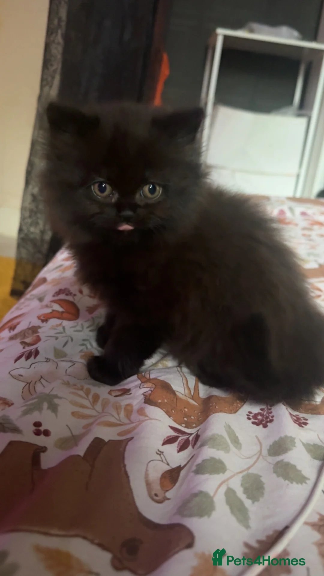 British Shorthair cats for sale: Beautiful British shorthair kittens  - Advert 5